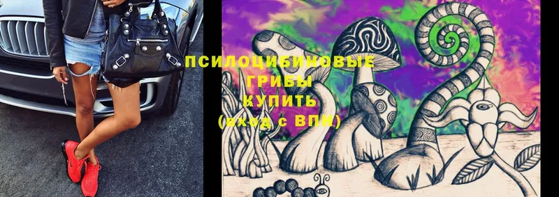 Псилоцибиновые грибы Cubensis  закладки  Жуков 